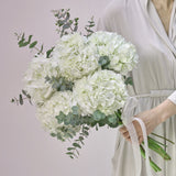 Cloud of Hydrangea