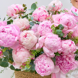 Dizzying Basket of 25 Pink Peonies